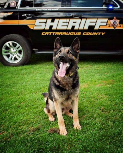 Cattaraugus County Sheriff's Office K9 Nichols to Get Donation of Body