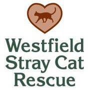 Westfield Stray Cat Rescue