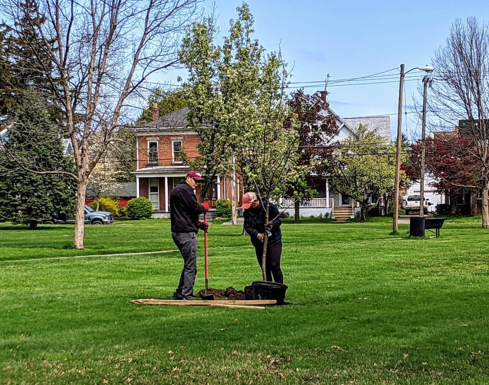 Dunkirk And JCC Hold Tree Planting Events For Arbor Day Chautauqua Today
